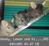 Honey, Lemon und Kiwi (v.l.n.r.).JPG