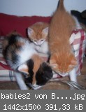babies2 von Biwi 19062011.jpg