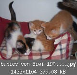 babies von Biwi 19062011.jpg